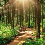 2 - rays of the sun shining on a forest path - Bible verses about Jesus being the light